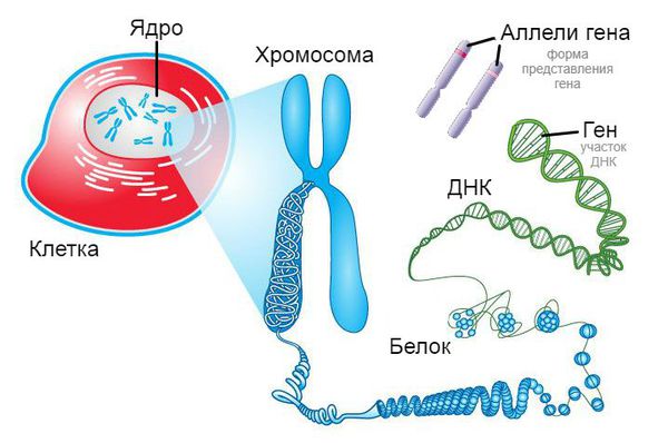 stroenie hromosomy s