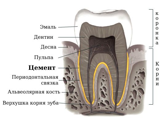Расположение цемента, из которого образуется цементома