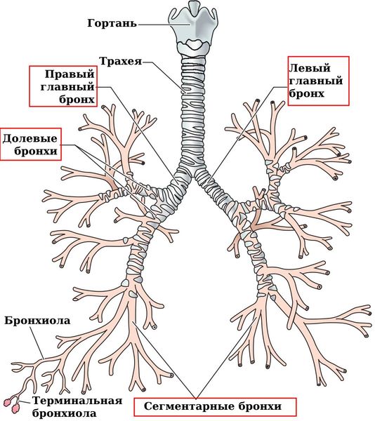 Бронхиальное дерево. Центральный рак лёгких развивается в крупных бронхах