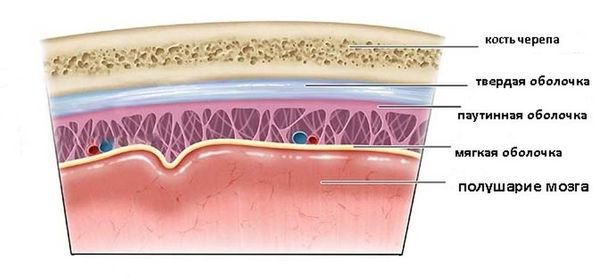 Мозговые оболочки