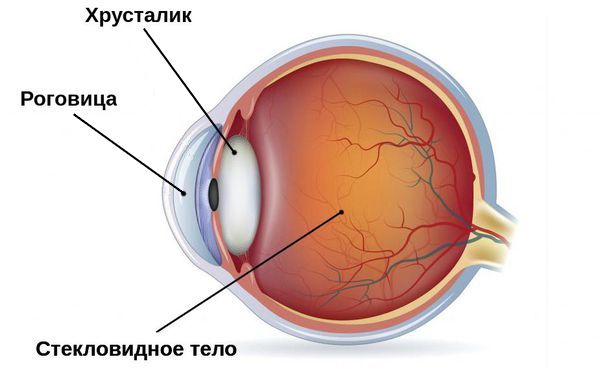 Строение глаза