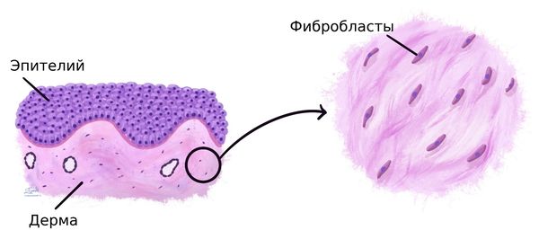 Фибробласты Фибробласты