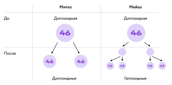 Митоз и мейоз