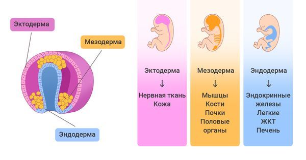 Зародышевые слои (листки)