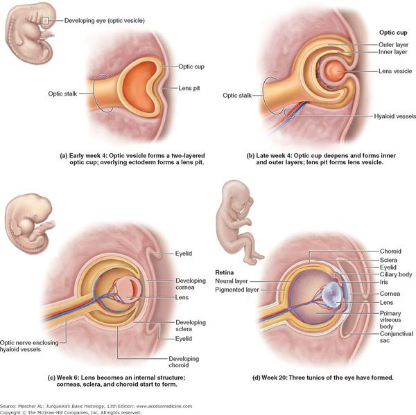 Формирование хрусталика у эмбриона