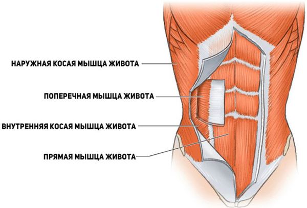 Мышцы передней брюшной стенки живота