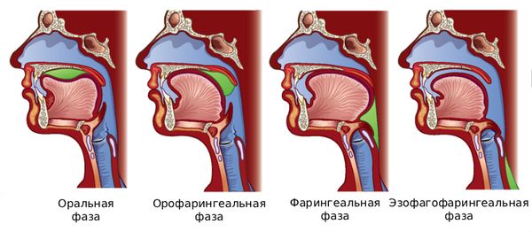 Фазы глотания