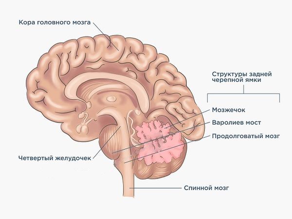 Задняя черепная ямка и ствол мозга