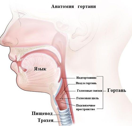 Анатомия гортани
