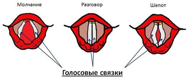 Положение голосовых связок