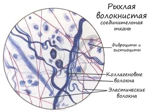 Строение соединительной ткани