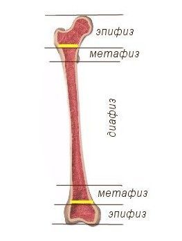 Строение трубчатой кости