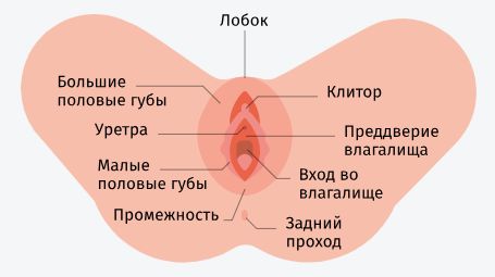 Вульва