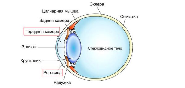 Строение глаза и расположение роговицы