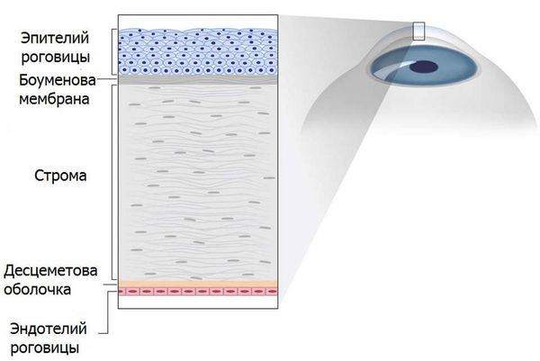 Строение роговицы