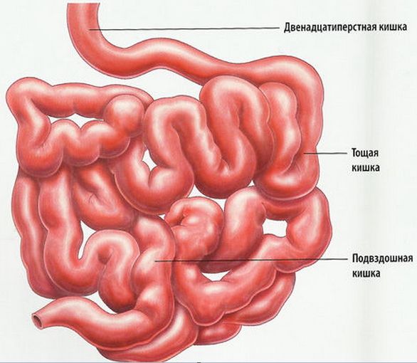Строение тонкого кишечника