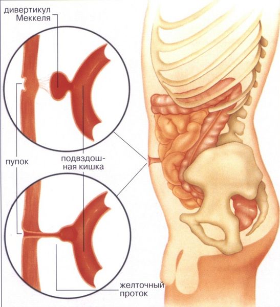 Желточный проток