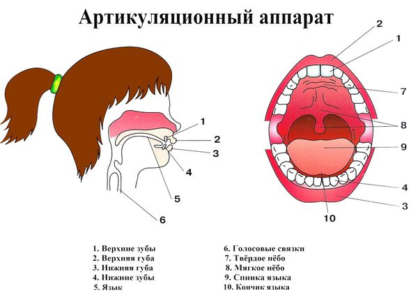 Артикуляционный аппарат