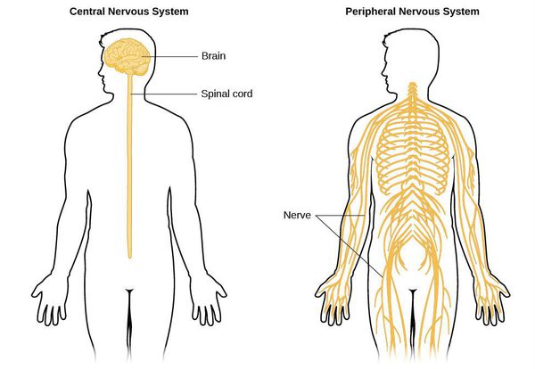 Центральная и периферическая нервная система
