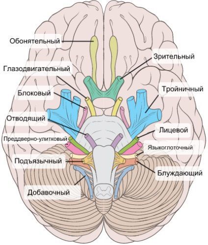 Черепно-мозговые нервы