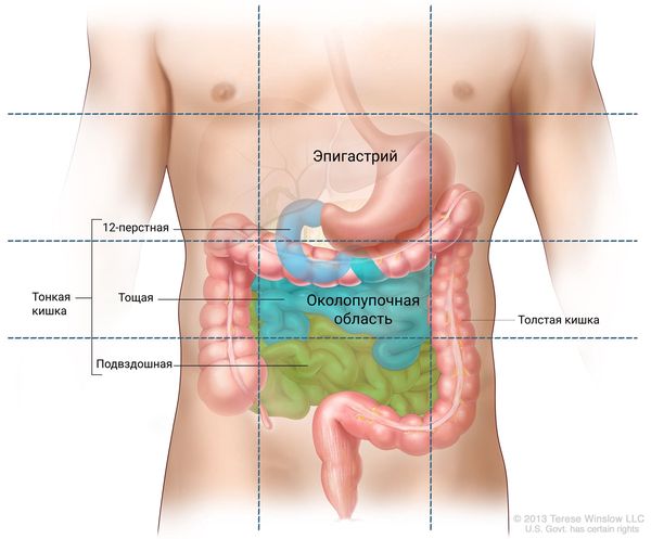Где находится и как болит двенадцатипёрстная кишка?