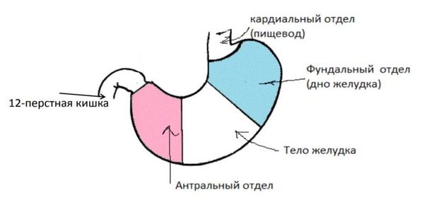 Отделы желудка