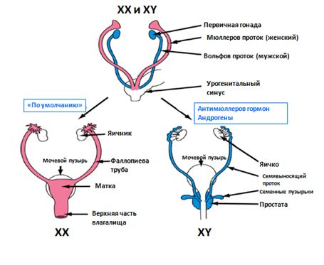 Развитие женской и мужской половых систем