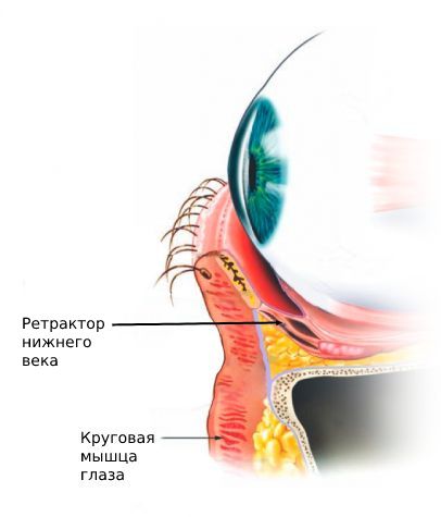 Ретрактор и круговая мышца века