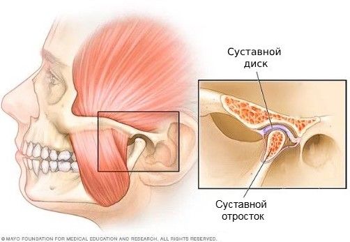 Суставной отросток