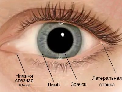 Нижняя слёзная точка, лимб, зрачок, латеральная спайка