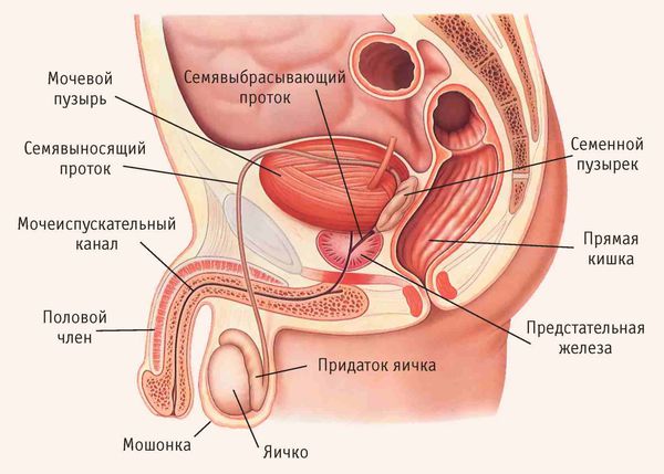Строение мужской мочеполовой системы