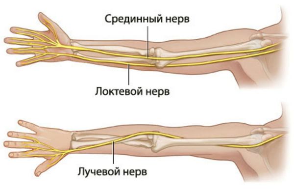 Что находится внутри руки Эпикондилит: причины, симптомы и лечение в статье ортопеда Кривомазов А. Ю.
