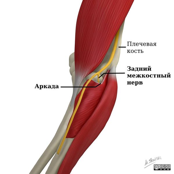 Расположение заднего межкостного нерва и аркады [16]