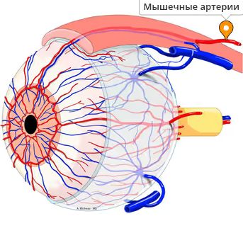 Мышечная артерия глаза Мышечная артерия глаза
