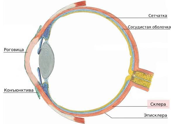 Строение глаза Строение глаза