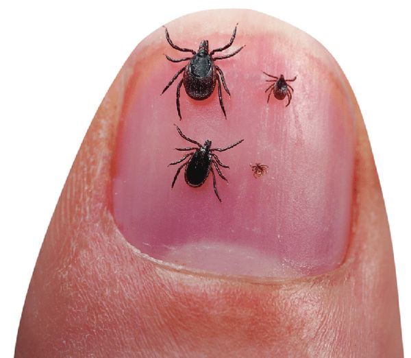 Клещи Ixodes ricinus [13]