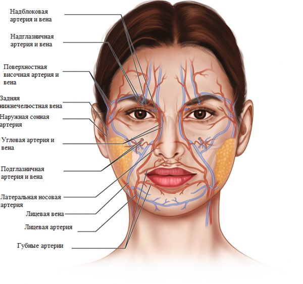 Кровеносные сосуды лица