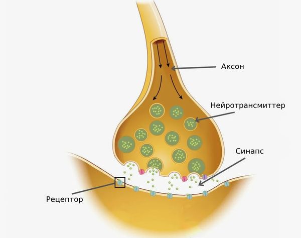 Нейротрансмиттеры