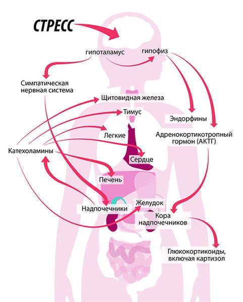 Реакция организма на стресс