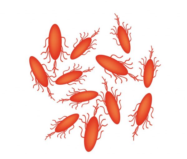 Кишечная палочка (Escherichia coli)