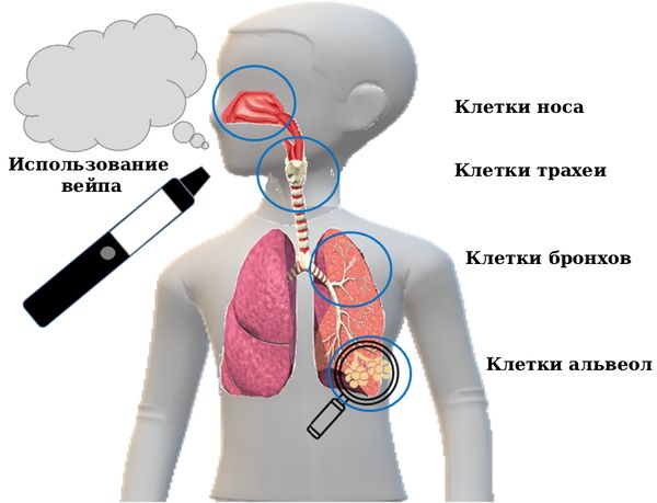 Аэрозоль при курении вейпа доходит до альвеол [9]