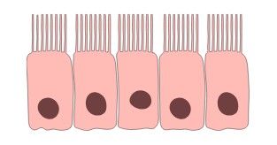 Реснитчатые клетки эпителия