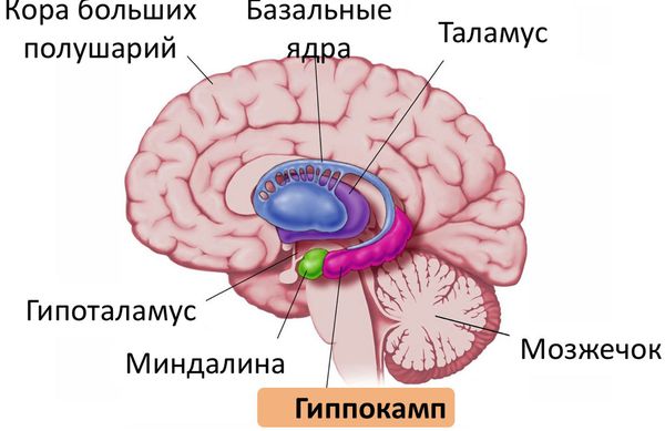 Судорожный синдром