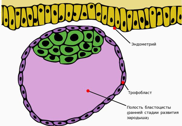 blastocista i endometriy s