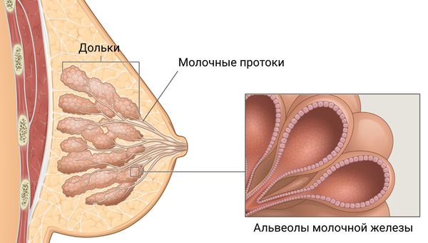 Альвеолы молочной железы