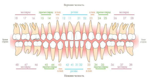 Нумерация зубов