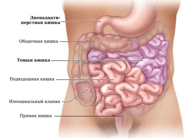 Анатомия кишечника человека схема расположения у мужчин Фолиеводефицитная анемия: причины, симптомы и лечение в статье эндокринолога Игн