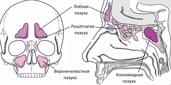 Расположение пазух [15]