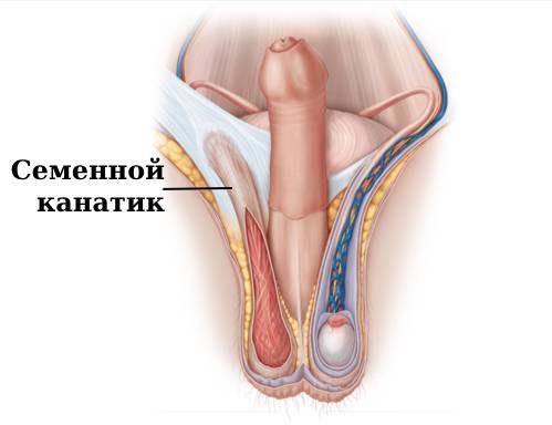 Выделения из полового члена