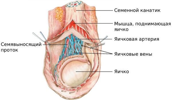 Орхит и орхоэпидидимит: симптомы, лечение и диагностика у мужчин | Альтермед